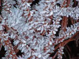 Morning Ice Crystals