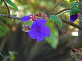 Purple Flower & Spider Web