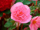 Pink Tuberous Begonia