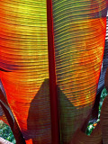 Fascinating leaf