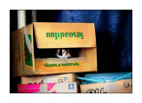 Cat n a box