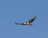 Juvenile Bald Eagles with fish