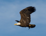 Conowingo-20061216-6458.jpg