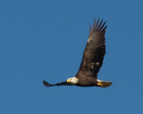 Conowingo-20061216-6496.jpg