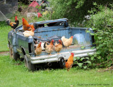 chickens picture
