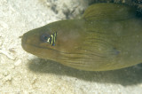 Baby Green Moray Eel