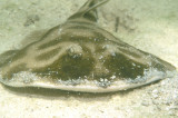Lessor Electric Ray