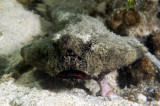 Short Nose Batfish