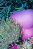 Sea Anemone