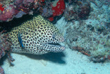 Spotted Morey Eel