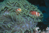 Sea Anemone with Clown Fish