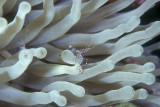 Spotted Cleaner Shrimp on a Sea Anemone