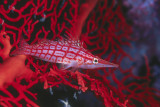 Long Nose Hawkfish