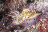 Nudibranch