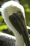 Pelican