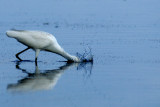 Egret