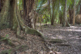 Yucatan Jungle