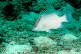 Hogfish