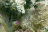 Giant Anemone with Pederson Cleaning Shrimp