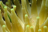 Giant Anemone with Spotted Cleaner Shrimp