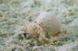 Hermit Crab