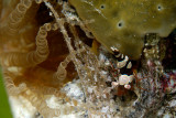 Squat Anemone Shrimp