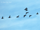 American Black Ducks in flight: <i>Anas rubripes</i>