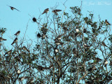 Tree Swallows