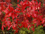 Winged Sumac