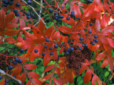 Virginia Creeper on Winged Sumac