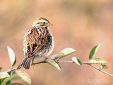 Savannah Sparrow