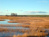 Saltmarsh and cross farm hill at high tide