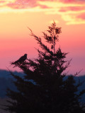 Northern Harrier at sunset