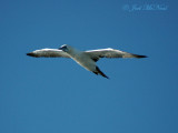 Northern Gannet