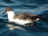 Greater Shearwater (aka Great Shearwater): <i>Puffinus gravis</i>