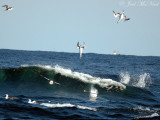 plunging Northern Gannets