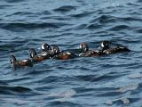 Rockport Harlequin Ducks and Common Eider: 11/26/06