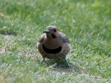 male Northern Flicker