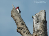 Red-headed Woodpecker