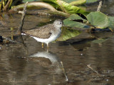 Solitary Sandpiper: <i>Tringa solitaria</i>