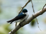 Tree Swallow