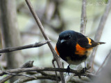 (rotund) male American Redstart