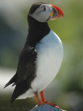 Atlantic Puffin