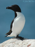 Razorbill