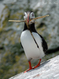 Puffin carrying nest material
