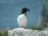 Razorbill growling