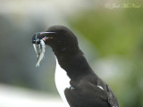 Razorbill with capelin prey