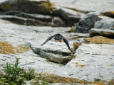 Puffin in flight