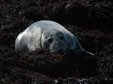 Gray Seal