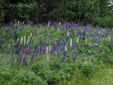 Big-leaf Lupine: <i>Lupinus polyphyllus</i> (introduced from Pacific NW)